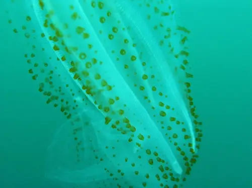 Salpidae (Salp)