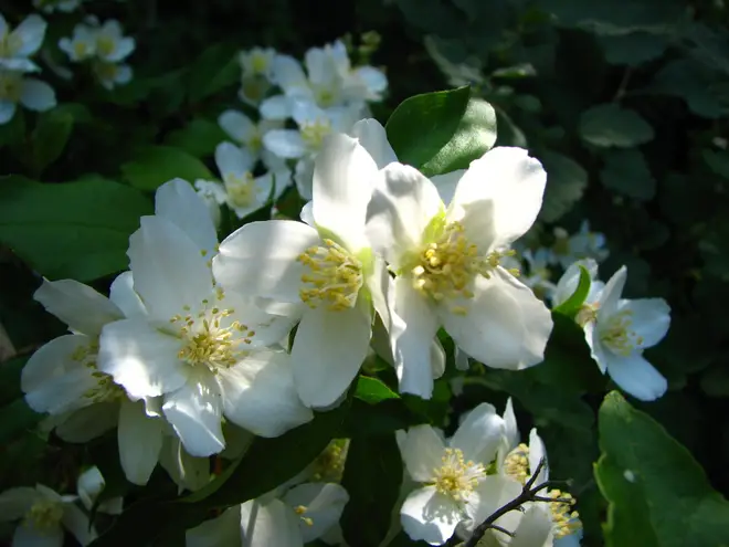 Lewis's Mock-orange NFUW - Umatilla NF Oregon