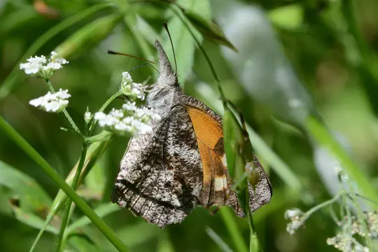 American Snout (Libytheana carinenta)