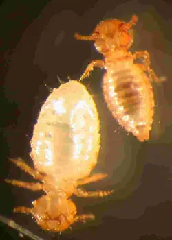 Phthiraptera