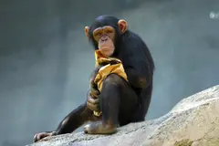 Chimpanzee Africa