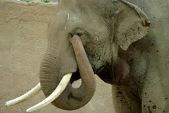 Asian Elephant Southern Asia