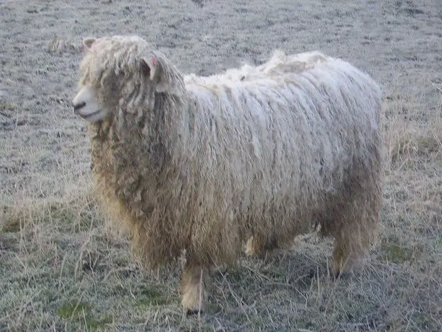 Lincoln Longwool Lamb
