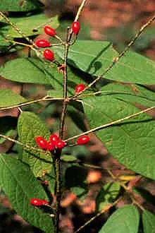 Lindera melissifolia