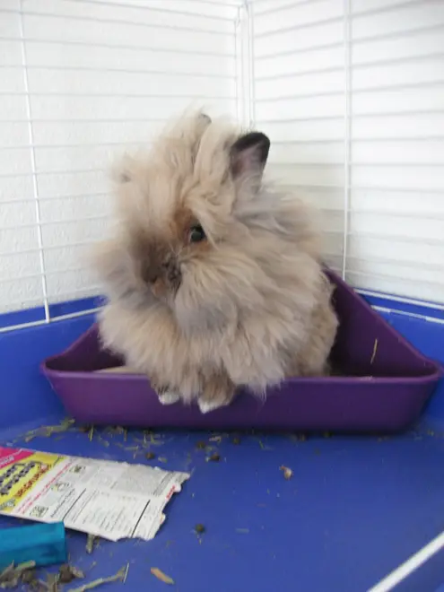 Lionhead rabbit