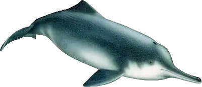 Lipotes vexillifer