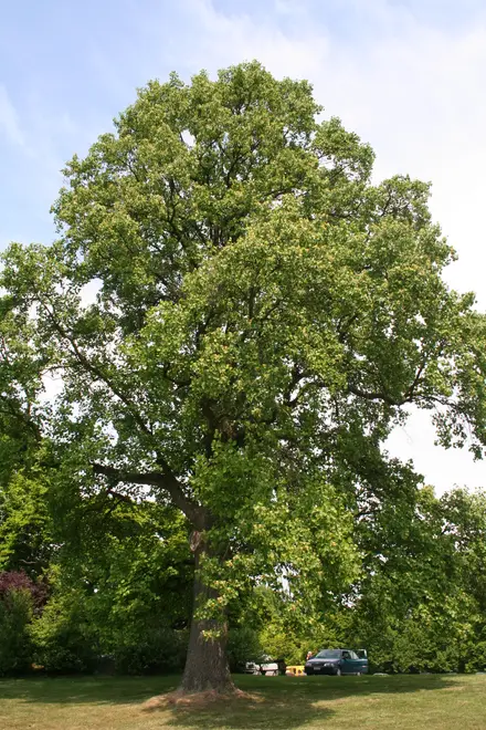 Liriodendron tulipifera (arbre) - Laeken