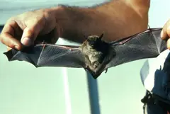 Little brown bat (Myotis lucifugus)