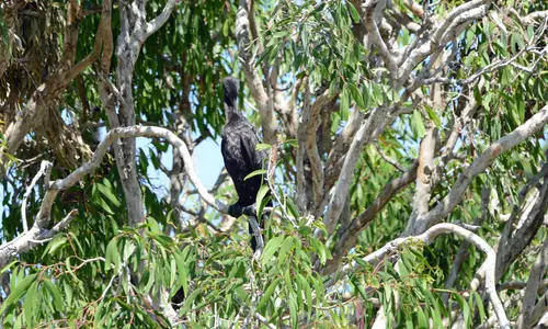 LittleBlackCormorant 4919