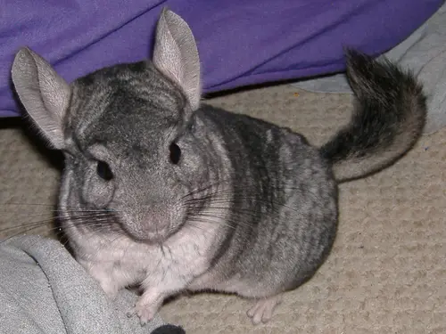 LittleGuy