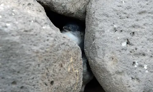 LittlePenguin 4437