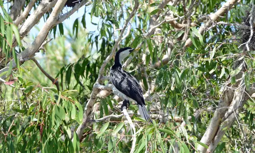 LittlePiedCormorant 4918