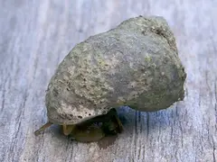 The shell of this sea snail, Littoraria irrorata, is covered with the lichen Pyrenocollema halodytes