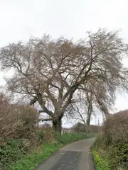 Elm Tree
