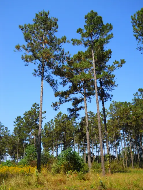 Loblolly Pines South Mississippi