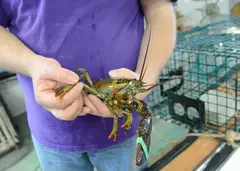 Atlantic lobster (Homarus americanus), regrowing a limb