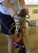 Atlantic lobster (Homarus americanus), showing eggs
