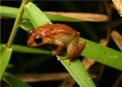 Locust coquí (Eleutherodactylus locustus)