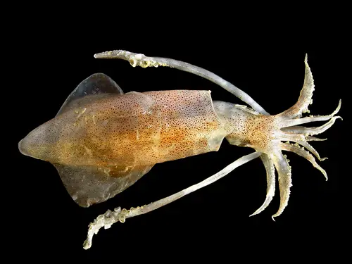 European Squid