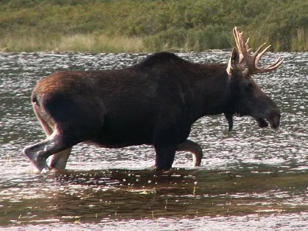 Moose