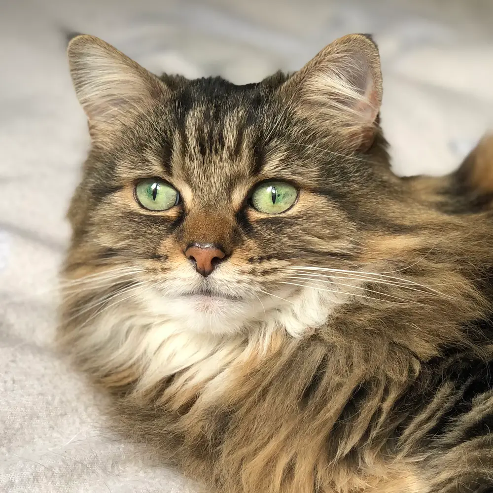 Long Haired Tabby Domestic Cat Face