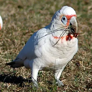 Long-billed Corella Cacatua tenuirostris