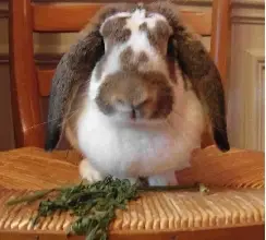 Loprabbit