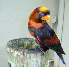 Dusky Lory