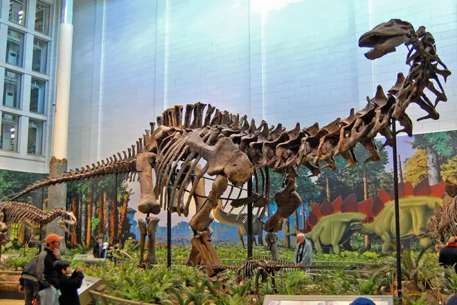 Apatosaurus louisae (Carnegie Museum)