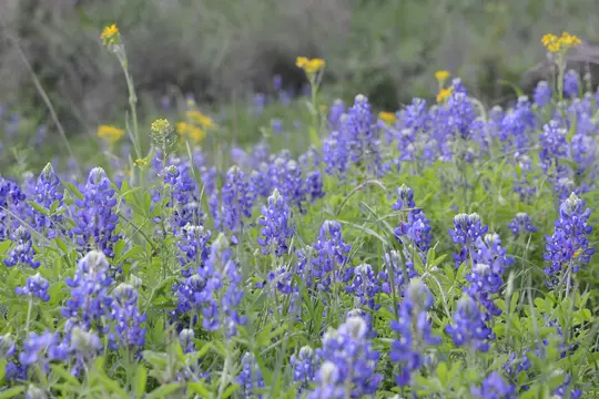 Texas Bluebonnet (Lupinus texensis) - Fabaceae family