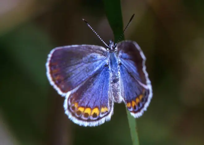Lycaeides melissa samuelis (cropped)