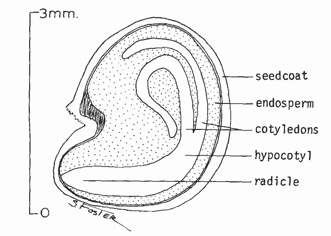 Lycium barbarum seed