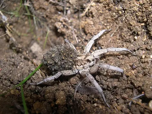 Lycosa Tarantula