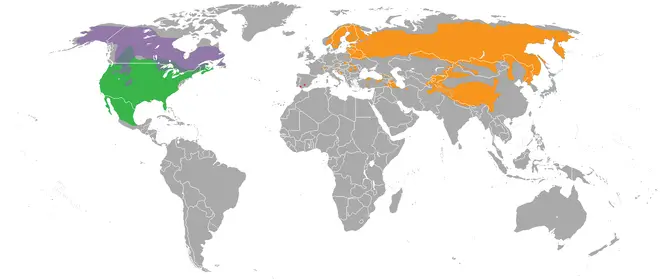 Lynx range