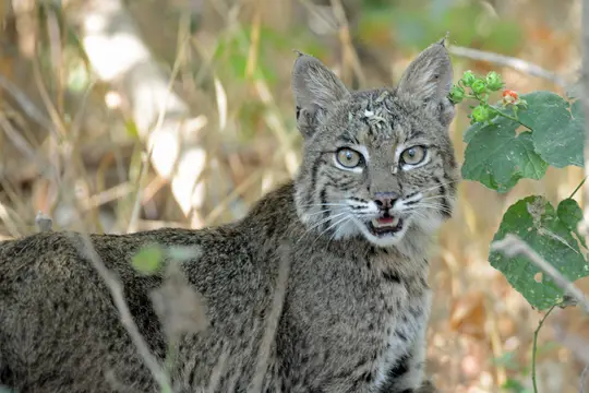 Bobcat (Lynx rufus)