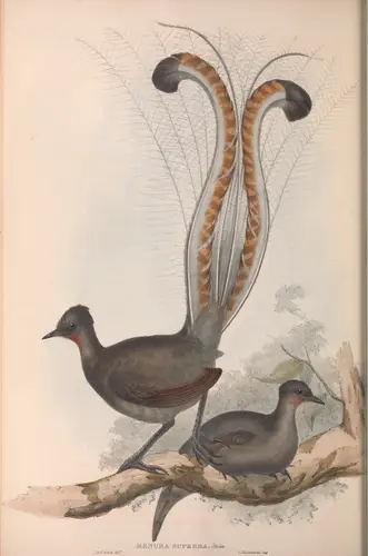 John Gould's early 1800s painting of a superb lyrebird specimen at the British Museum
