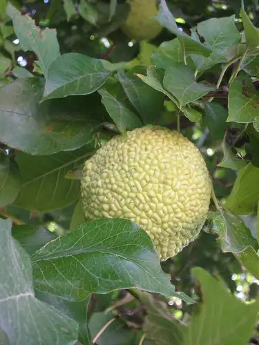 Maclura pomifera2