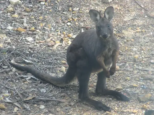 Macropus robustus