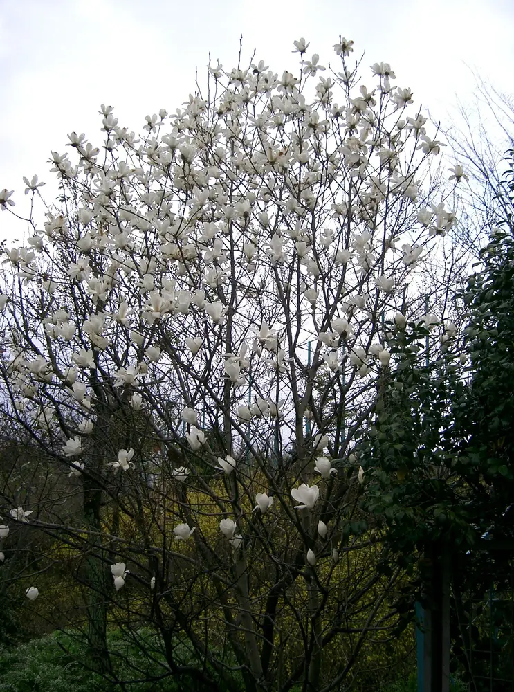 Magnolia denudata