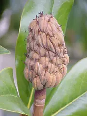 Magnolia