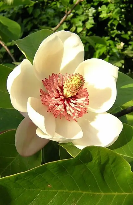 Magnolia wieseneri