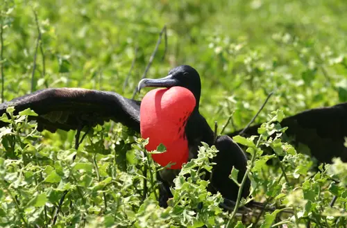 ʻIwa
