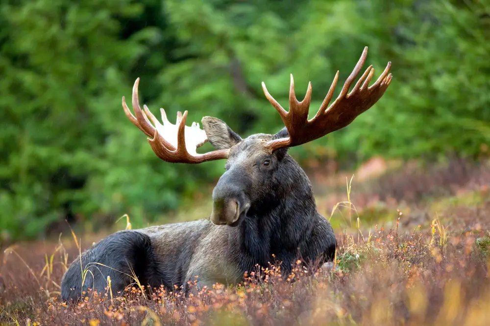 Alces alces