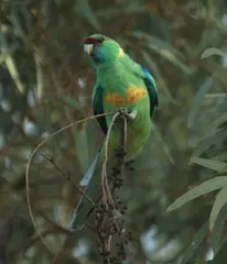 Australian Ringneck Barnardius zonarius