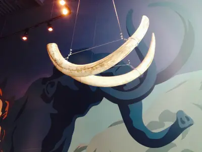 Mammoth tusks