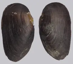Shellfish