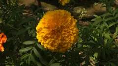 Marigold