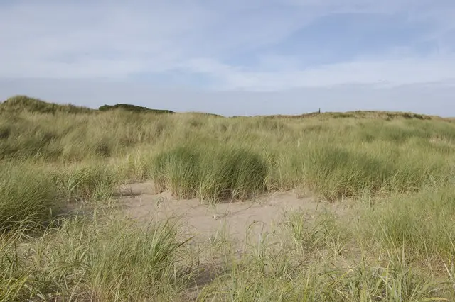 Marram Grass - geograph.org.uk - 1493836