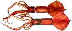 Squid