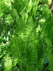 Ferns